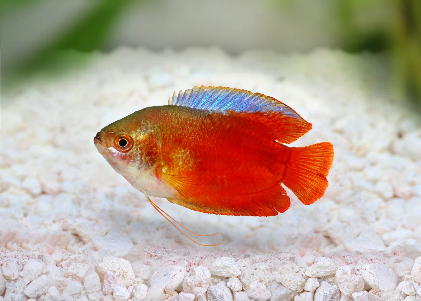 Red Flame Gourami